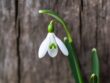 The Symbolism of the Snowdrop: Unveiling its Ancient Slavic Significance