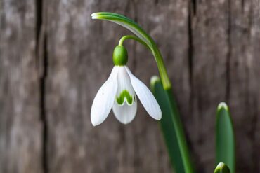 Celebrating Spring with Ancient Slavic Traditions